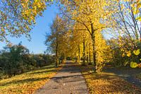 Herbst goldene Bäume