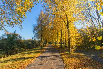 Gouden Herfst Bomen in Groningen