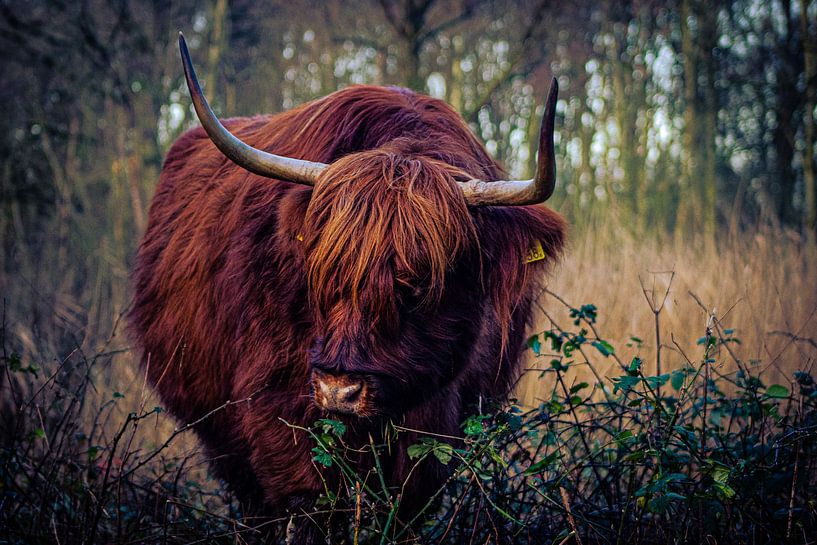 Scottish Highlanders by Wietske Uffelen