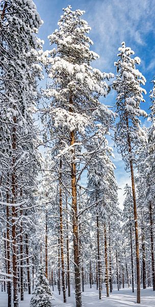 Hoge bomen in Fins bos van Rietje Bulthuis