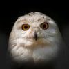 Sneeuw uil portret met passe partout van Humphry Jacobs