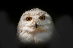 Sneeuw uil portret met passe partout