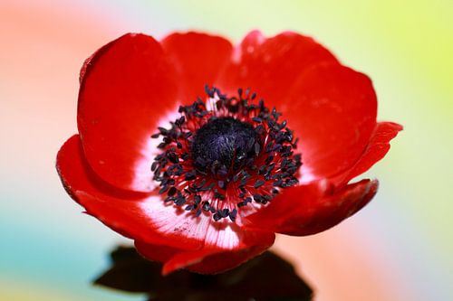 Anémone rouge