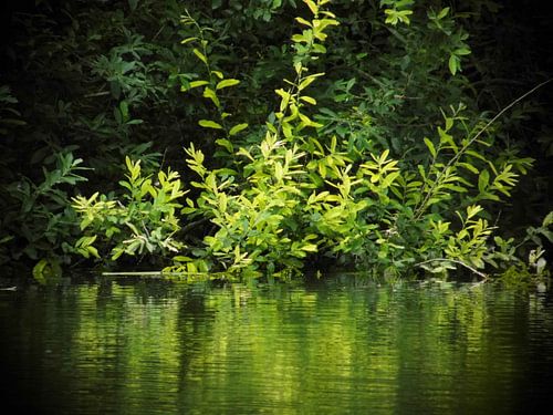 Struik in het wateroppervlak