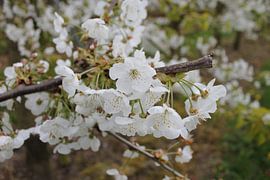 Bloesem by Roy Wellner