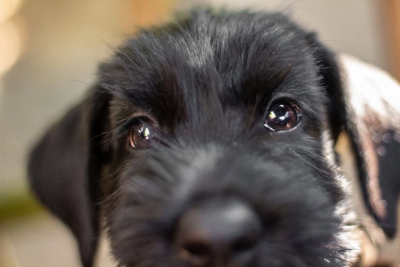 Chiot Schnauzer géant par Sammy de With