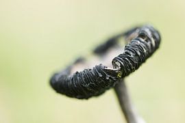 Subtiel detail van een inktzwam