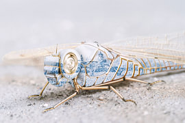Delftblaue Libelle mit goldenen Linien – Van Gogh, Kintsugi und Flügel