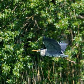 Green corridor by Alexander Laengauer | Wildlife & Travel