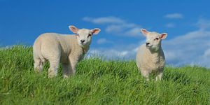 Lente!