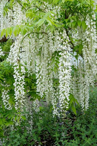 Witte regen. Wisteria Alba