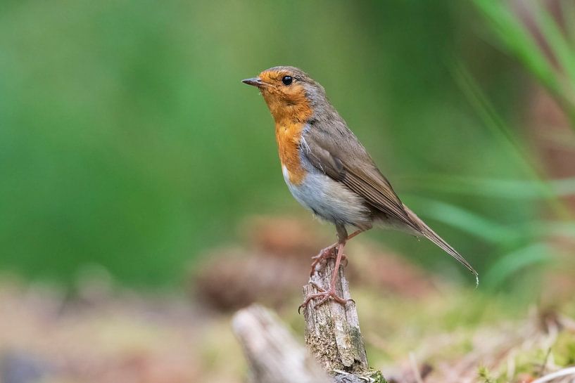 Robins von Merijn Loch