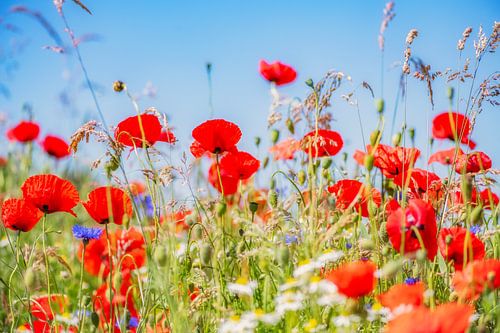 Frühling in Nordbrabant mit Mohnblumen von Ron van der Stappen