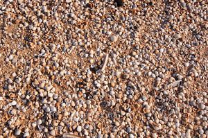 Coquillages sur la plage
