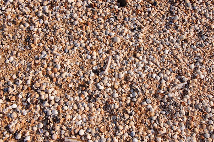 Shells on the beach by Barbara Brolsma