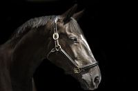 Horse portrait in black