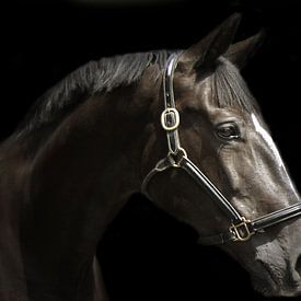Paardenportret in zwart van san image