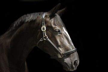 Paardenportret in zwart van san image
