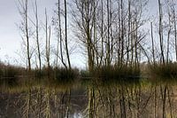 reflectie