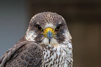 Roofvogel de Buizerd