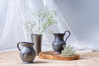 Gypsophila