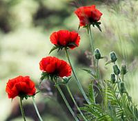 Blumen