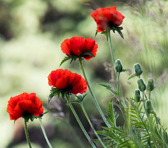 Blumen von Wildthurn Photography