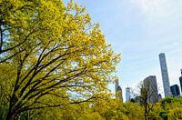 Central Park - Manhattan New York