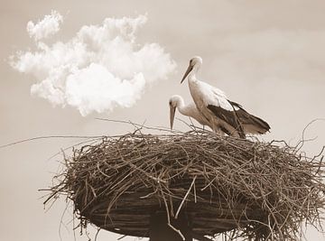 Ooievaars op nest in sepia van Jose Lok