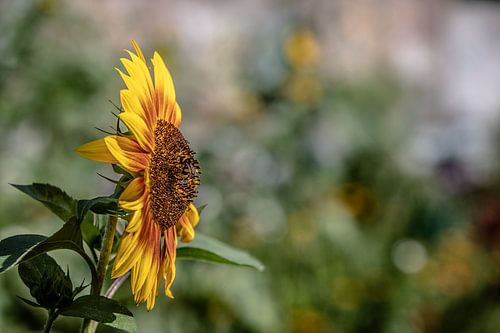 zonnebloem met bij van de zijkant