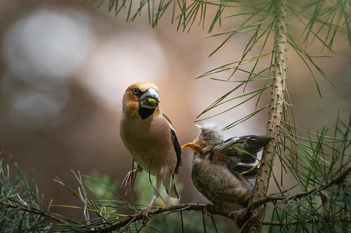 Jonge appelvink wordt gevoerd