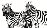 Zebra Familie van Roland Smeets thumbnail