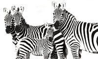 Zebra-Familie