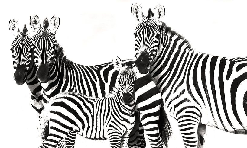 Zebra Familie van Roland Smeets
