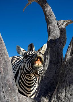 Zebra van Alex Neumayer