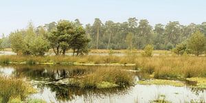 Naturschutzgebiet, Kampina. Oisterwijk.