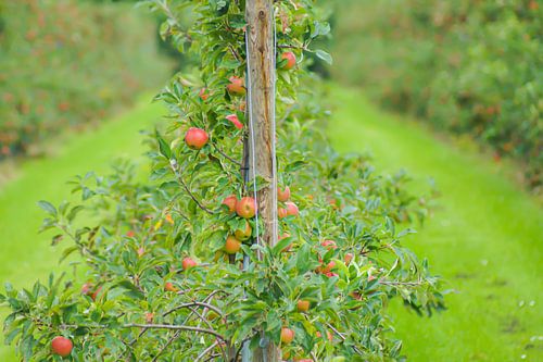 Appel boomgaard