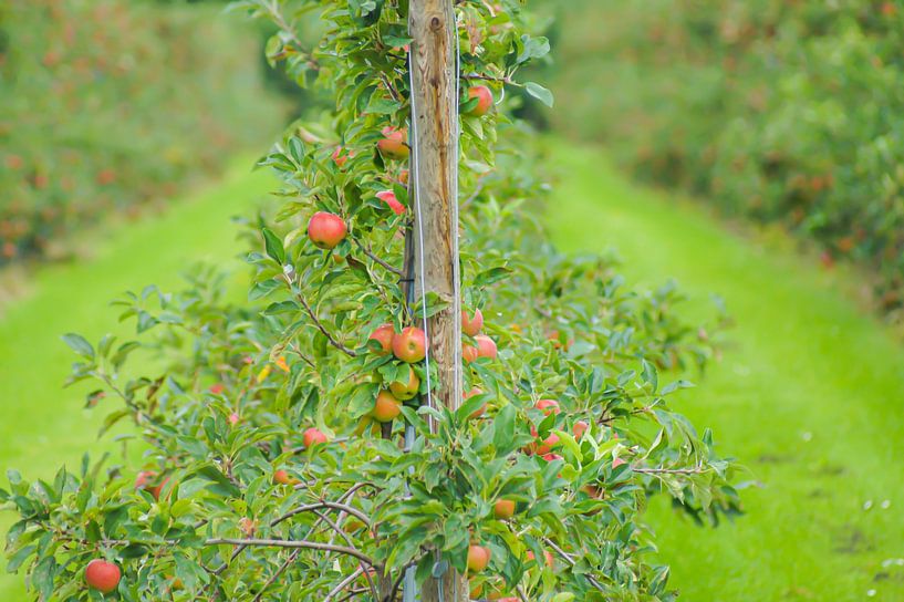 Verger de pommiers par Niek Traas