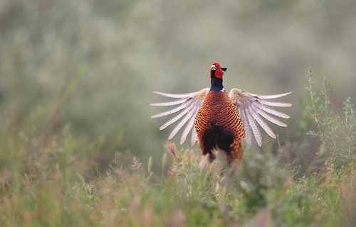 Fazant met open vleugels