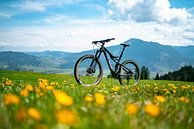 Flower meadow at Mittagberg with view to Grünten mountain by Leo Schindzielorz thumbnail