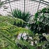 Koninklijke serres ᝢ botanische tuin Brussel België ᝢ planten bloemen van Hannelore Veelaert