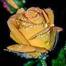Rose jaune après la pluie par Yvon van der Wijk Aperçu