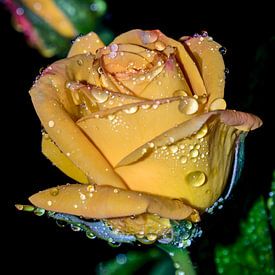 Droplets on a Beautiful yellow rose after the rain by Yvon van der Wijk