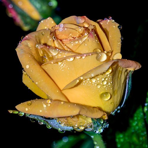 Rose jaune après la pluie sur Yvon van der Wijk