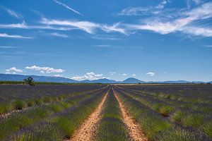 Lavendelveld Valensole Frankrijk