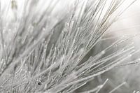 Broom in a white winter landscape