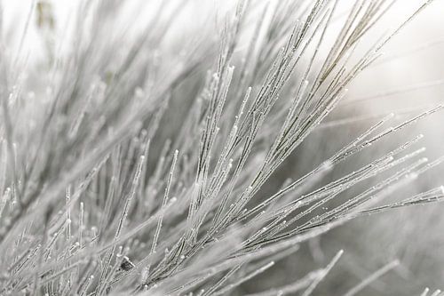 Broom in a white winter landscape