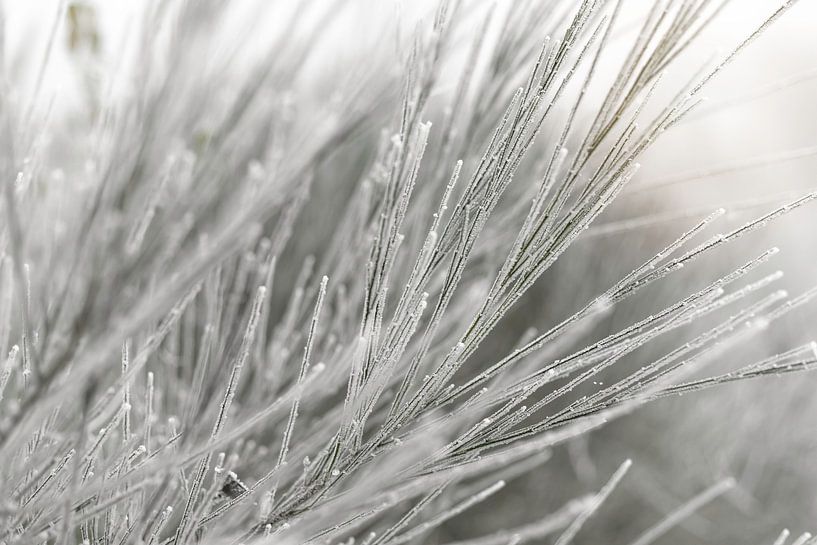 Besen in einer weißen Winterlandschaft von Sandra Koppenhöfer