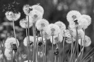 Uitgebloeide paardenbloemen