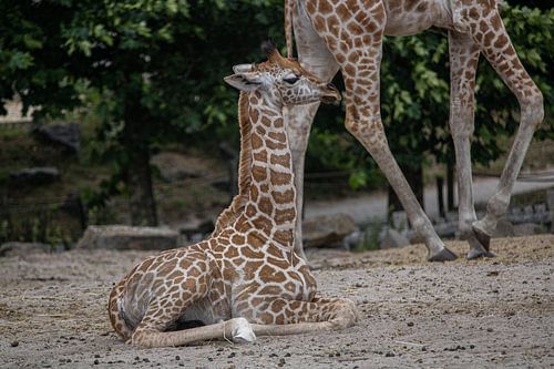 Young giraffe